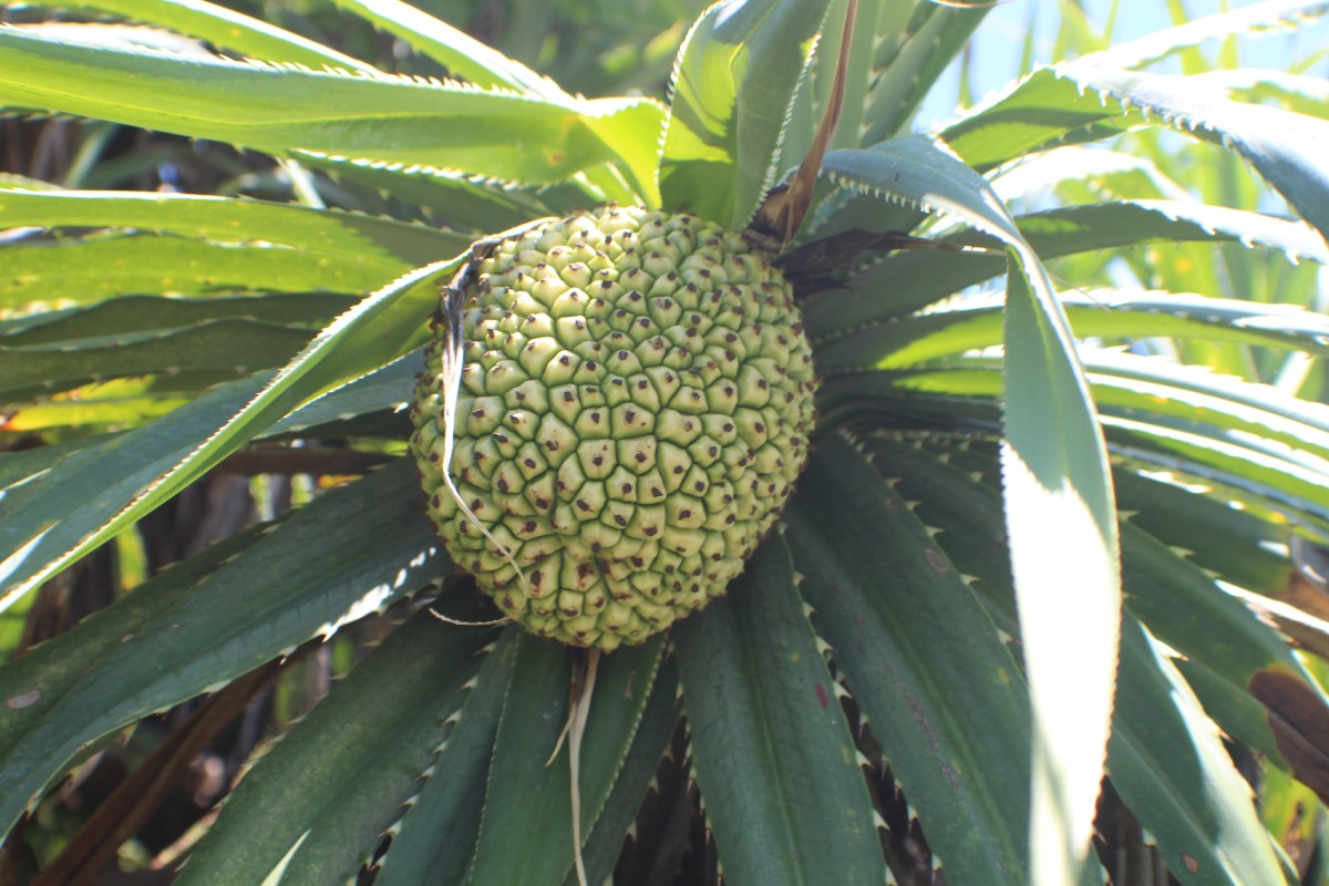 Pandanus odorifer (Forssk.) Kuntze